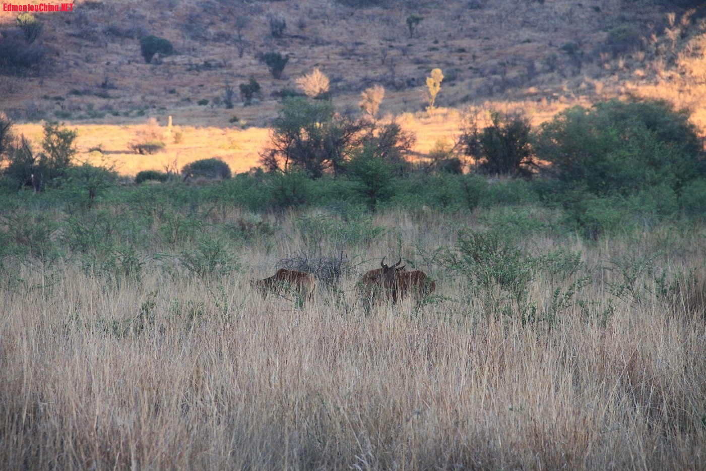 IMG_6453.jpg