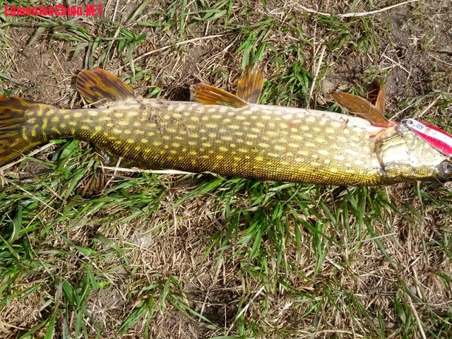 IMG_20140521_145354 (640x480).jpg