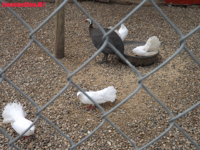 DSCF2951.JPG