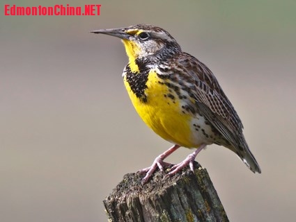 western_meadowlark_2.jpg