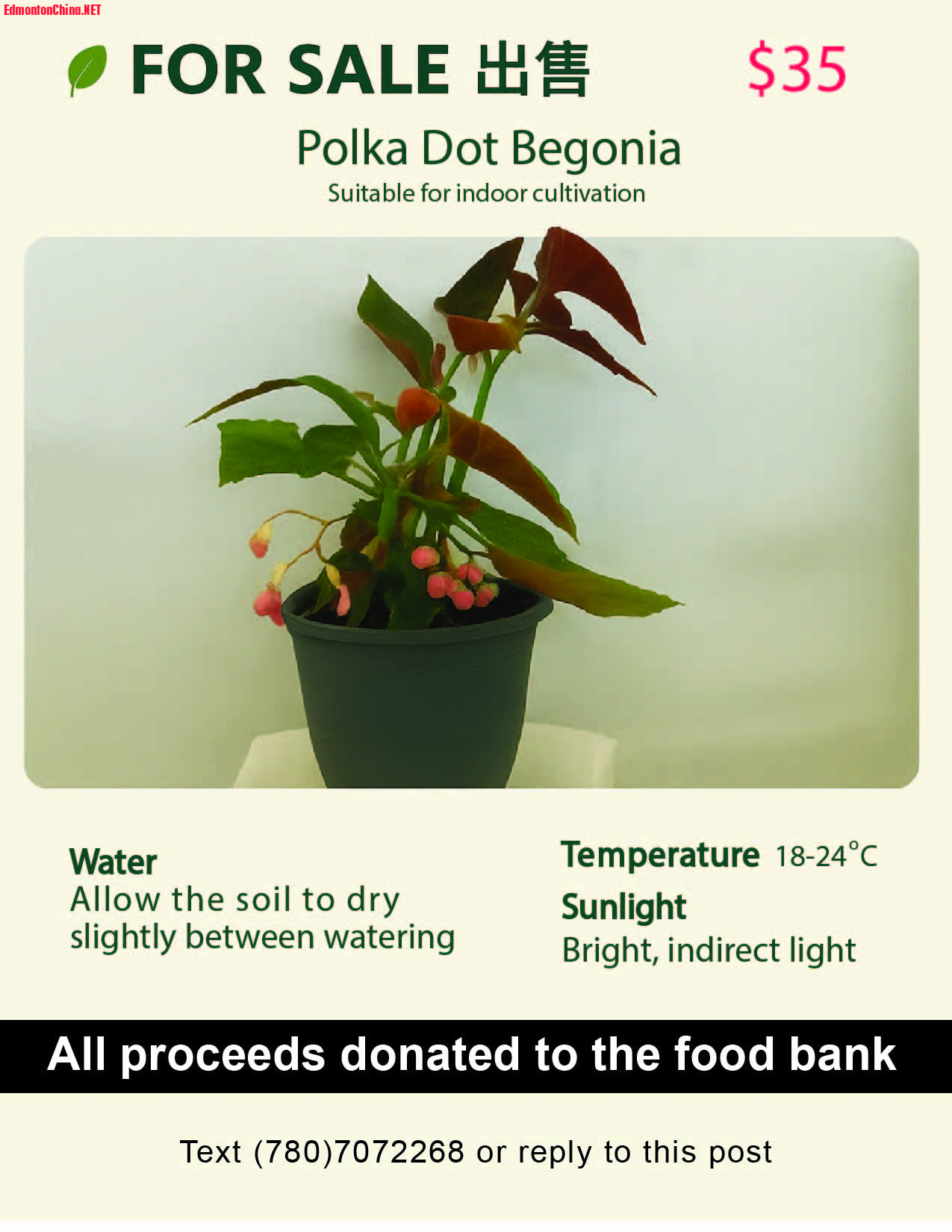 For sale ad Begoniz-01.jpg