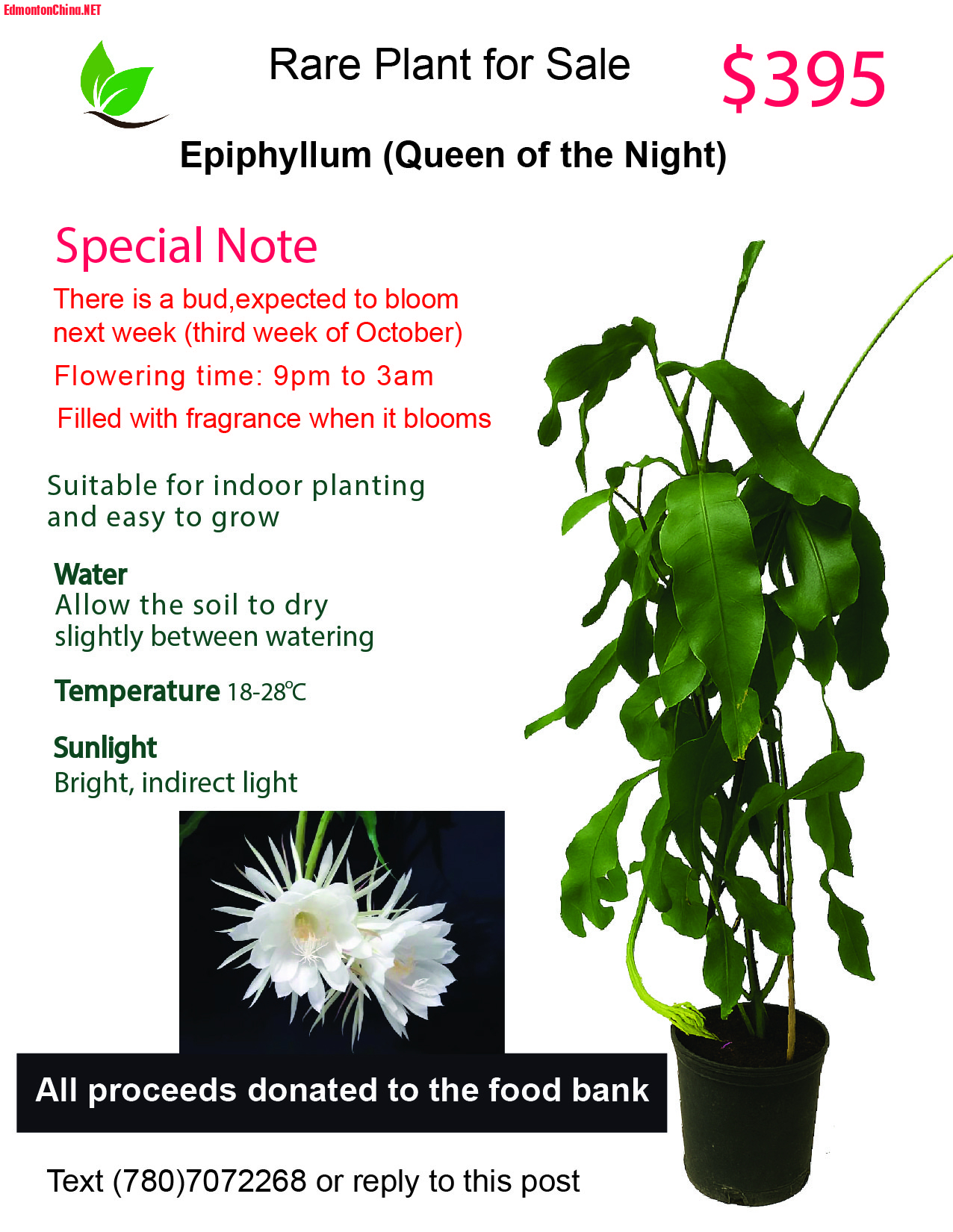 For sale ad Queen of the night-02.jpg