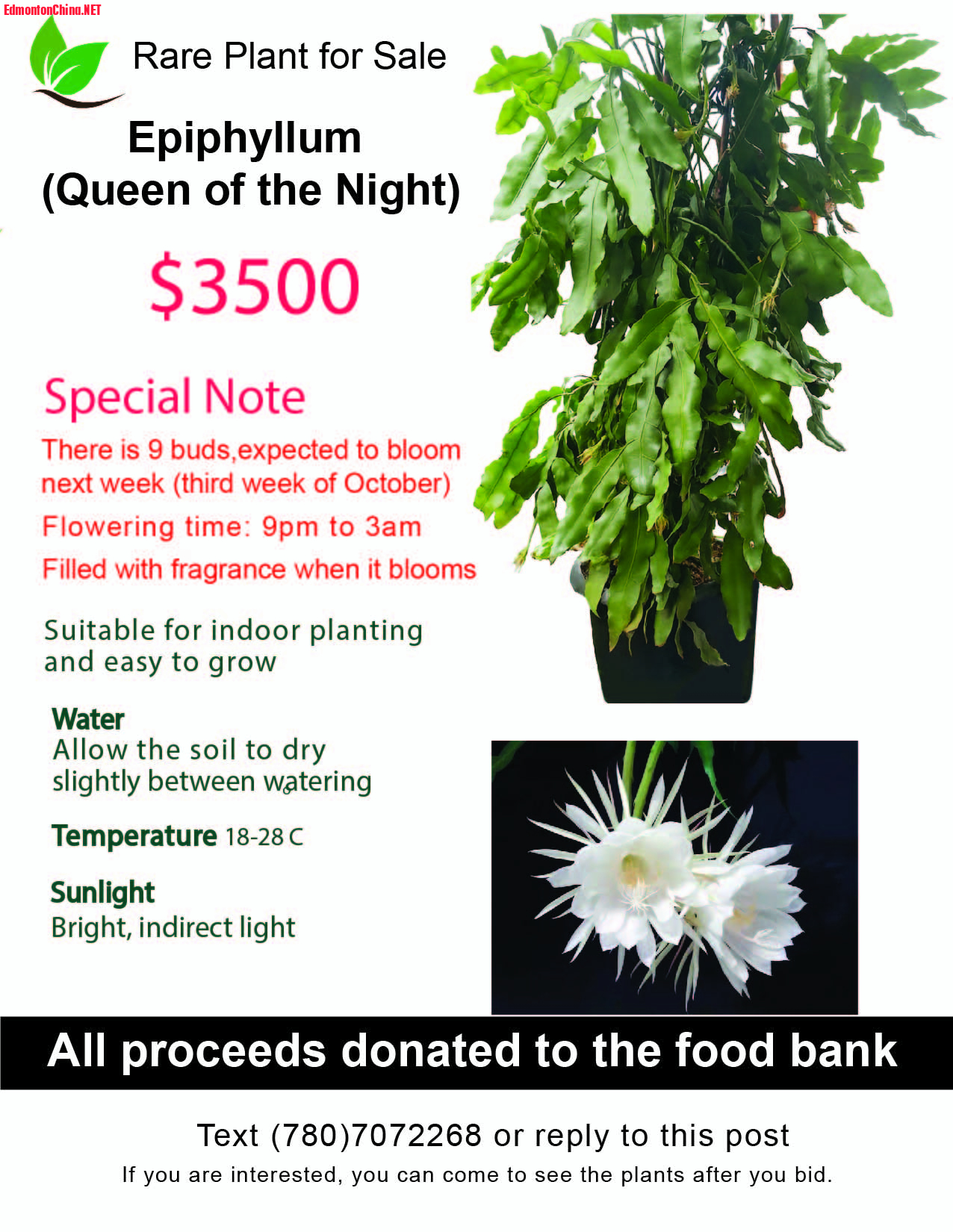 For sale ad Queen of the night-03-03-03.jpg